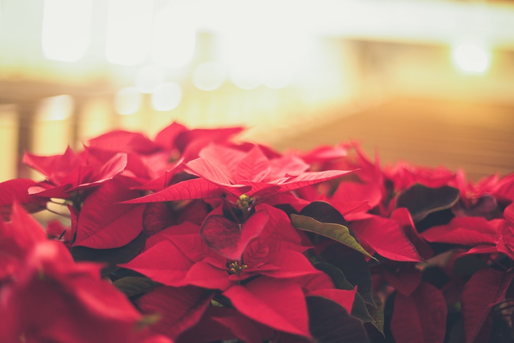 Foto flor vermelha de Poinsettia – Imagem de Poinsétia grátis no Unsplash