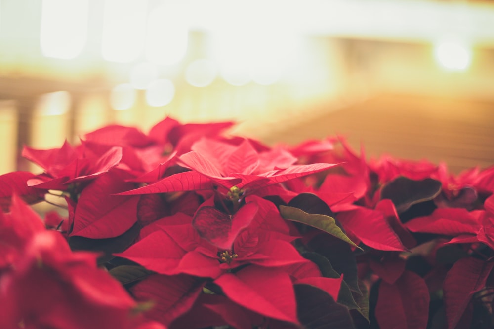 red Poinsettia flower