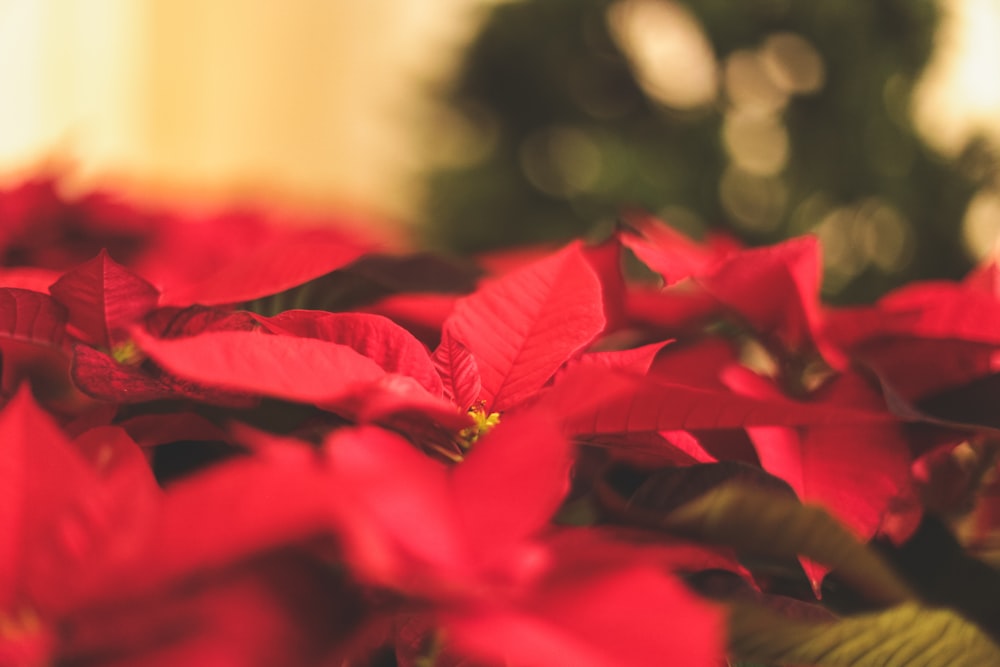 red Poinsettia plant