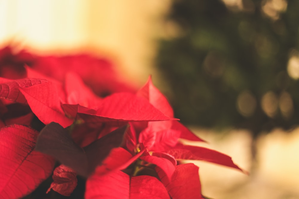 red-leafed plant