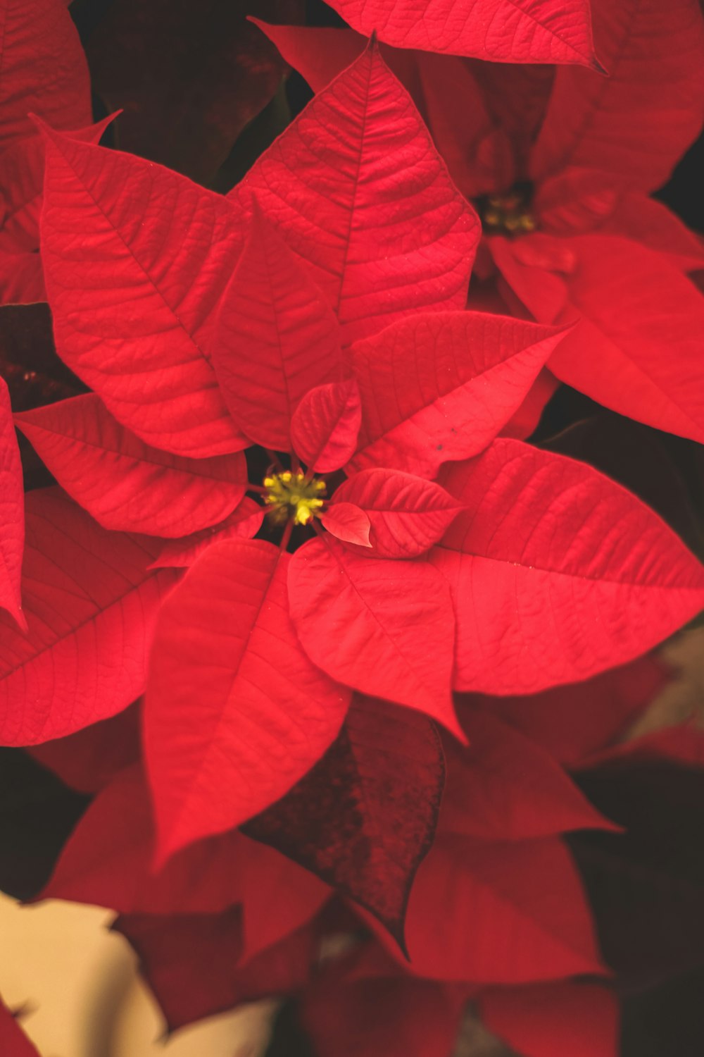 red poinsettia