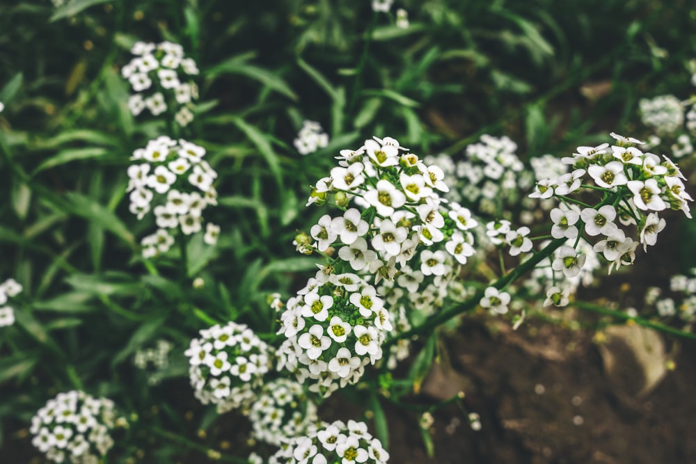 white-petaled flowers