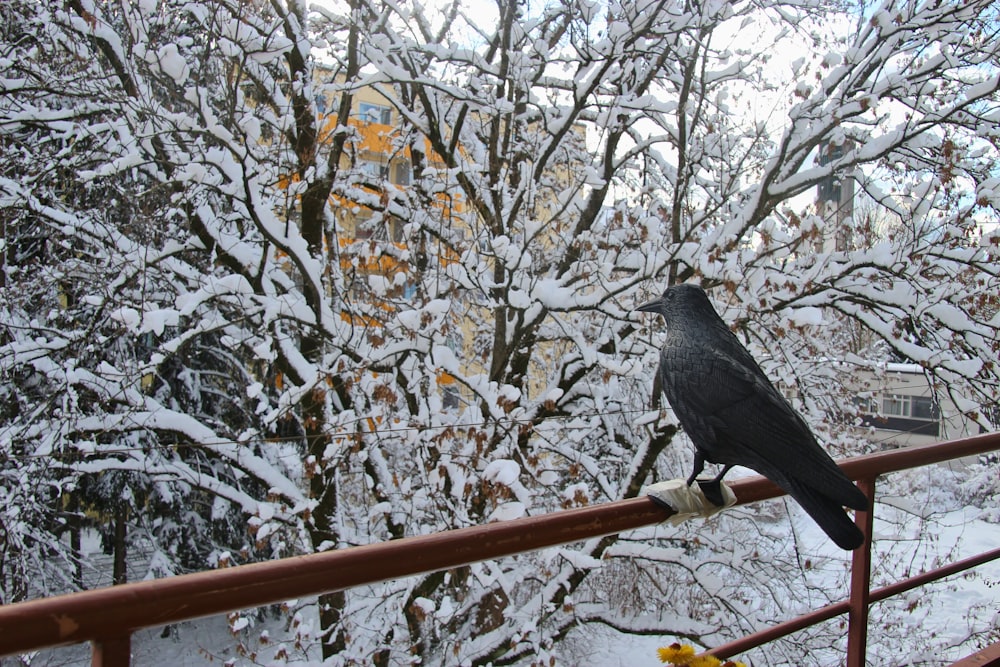 schwarzer Vogel auf Metallzaun in der Nähe von Baum mit Schnee