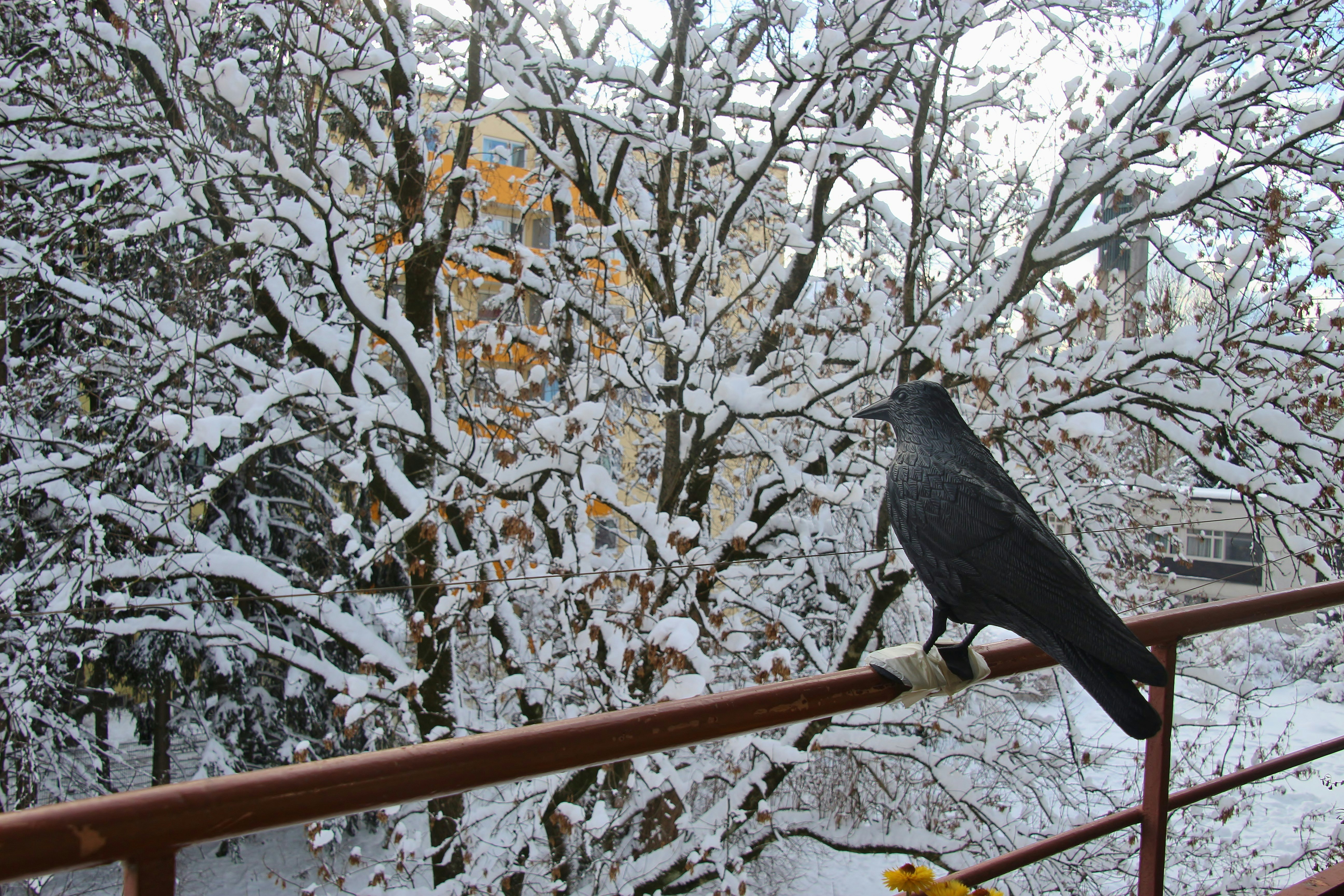 Winter in the suburb:  An artificial raven on a balcony, looking indifferently at snow-covered trees. Salzburg city, district of Lehen, Austria, Europe.