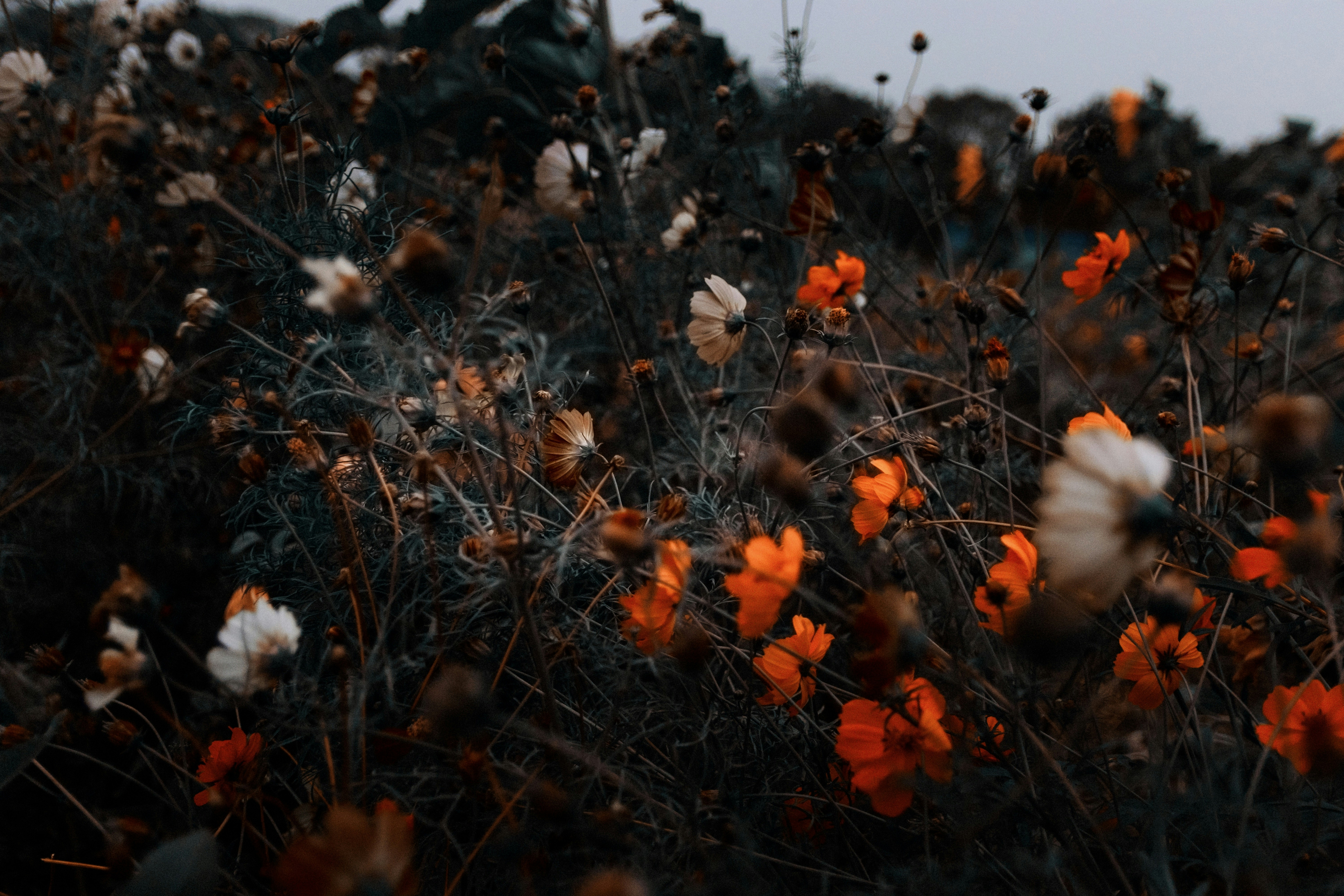 Photo by zzburzz