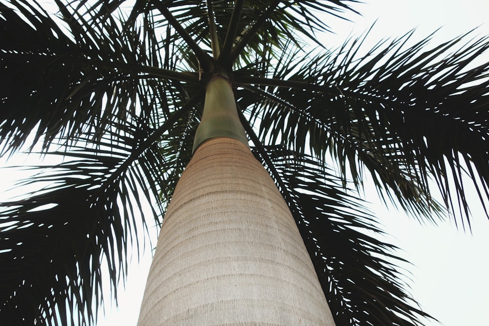tall palm tree