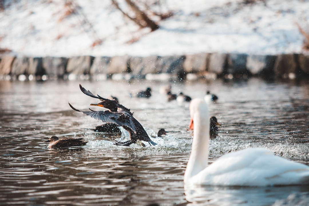 ducks in wter