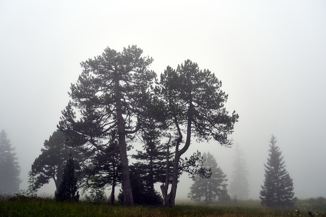 view photography of trees and grass during daytime