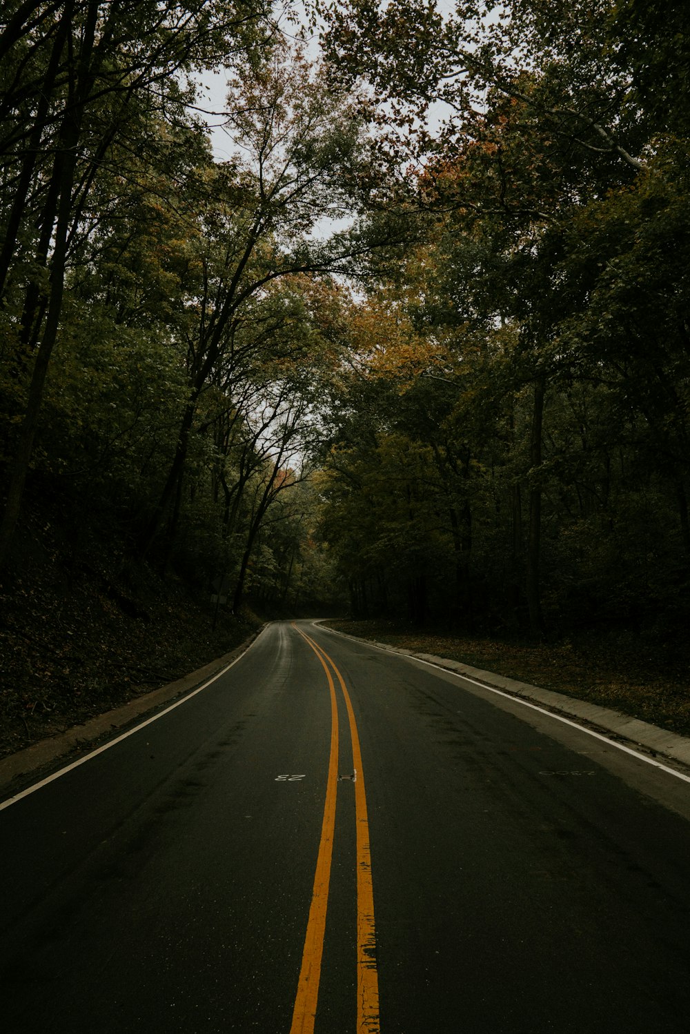 black road between trees