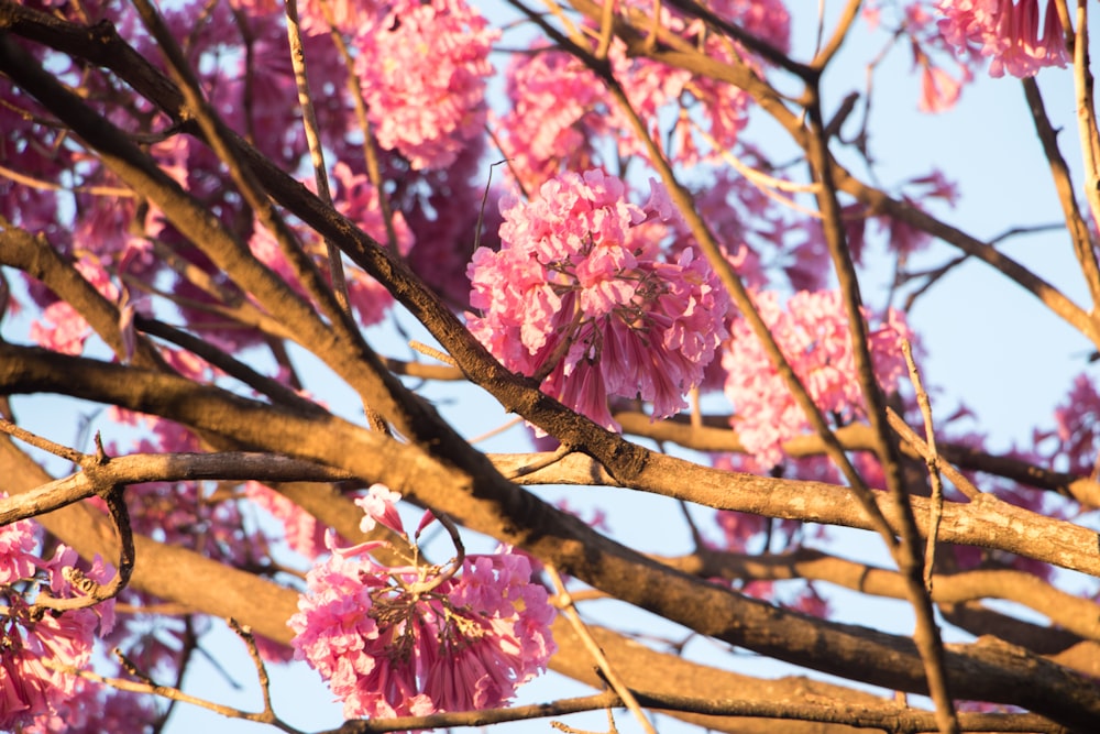 pink cherry blossoms