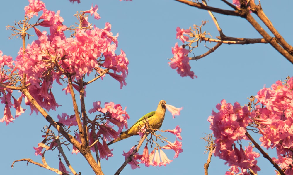 green bird on tree