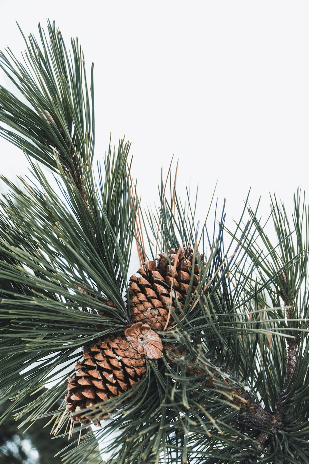 brown pine cones