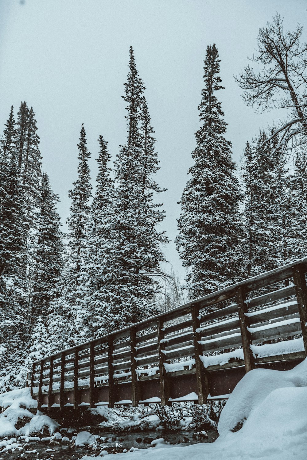 pine trees covered with snow