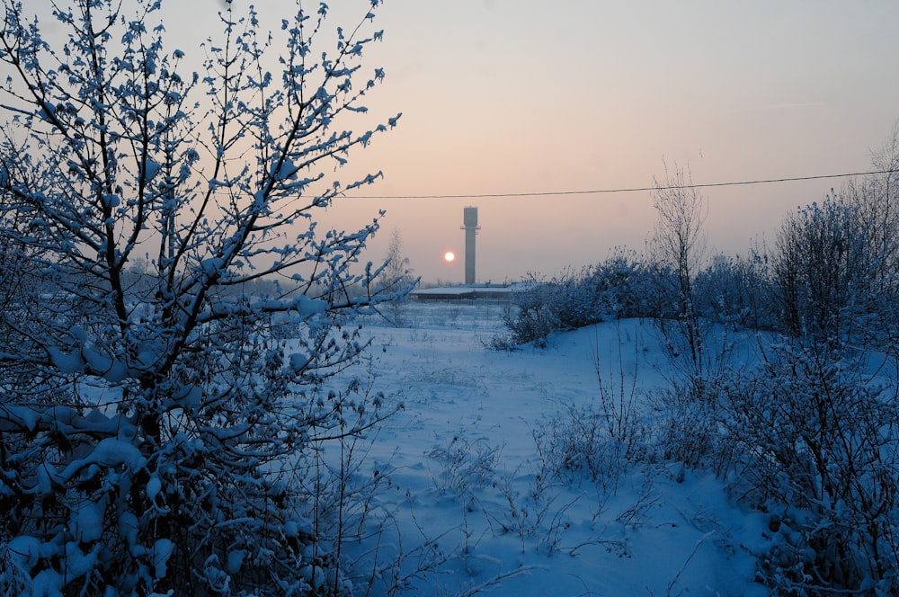 Guarda la fotografia di piante coperte da neve bianca