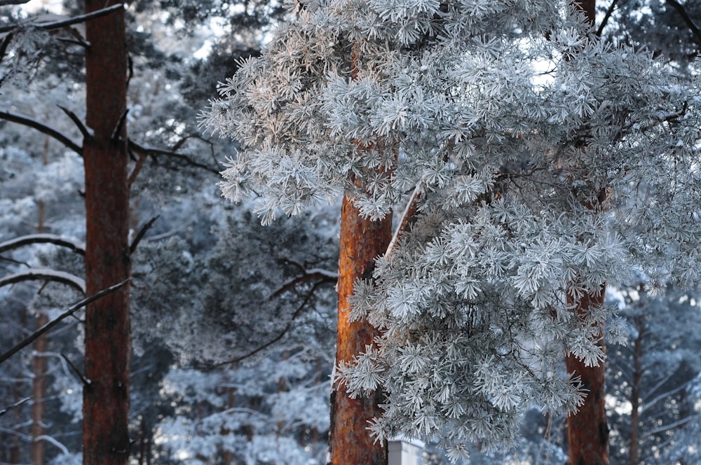 árvores brancas durante o inverno