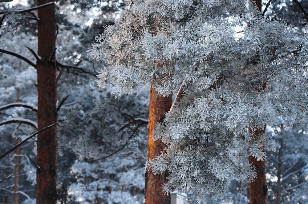 white trees during winter