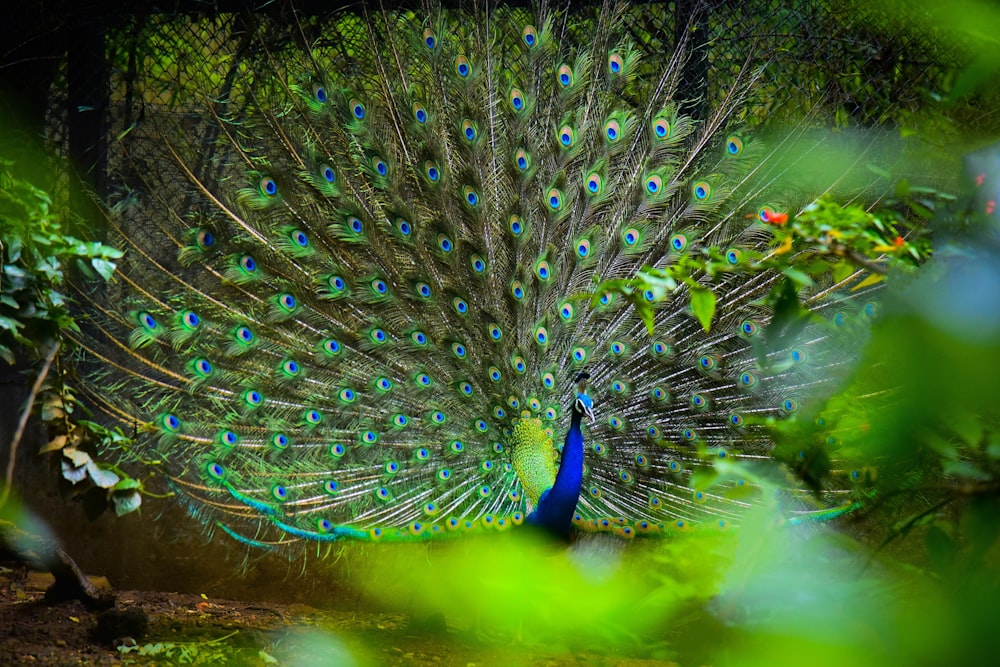 blue and yellow peacock