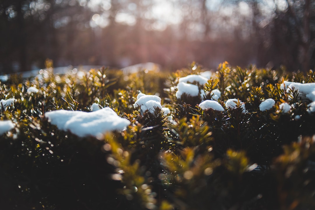 view photography of plant with snow on top