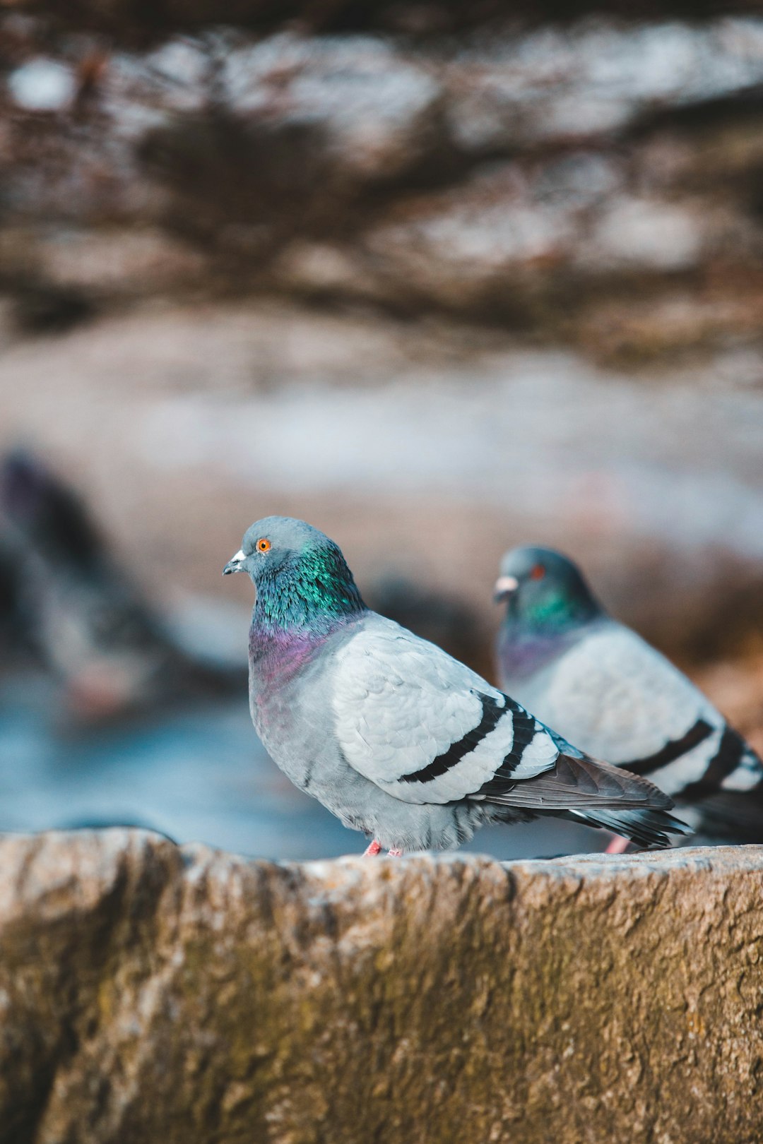 two gray-blue-and-black pigeons