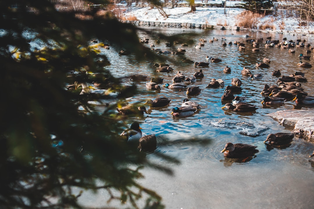 view photography of ducks on lake