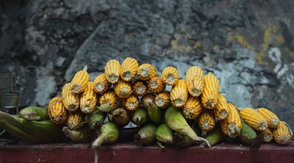 A stack of harvested corn cobs arranged in a row, with yellow kernels and some remaining green husks. The background is a textured grey surface, providing a rustic and earthy setting.