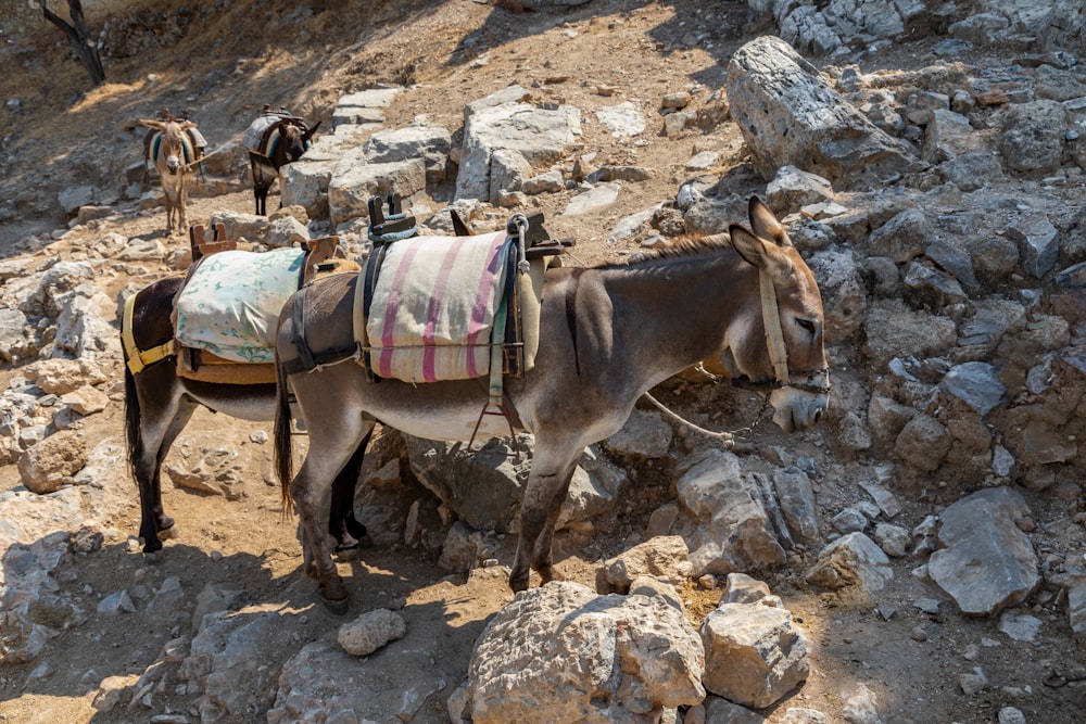 brown donkey near stones