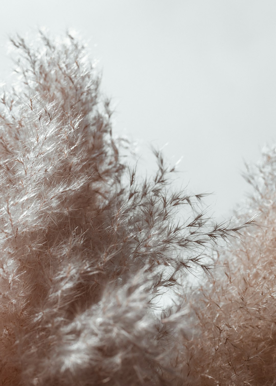 low-angle photography of white-leafed trees