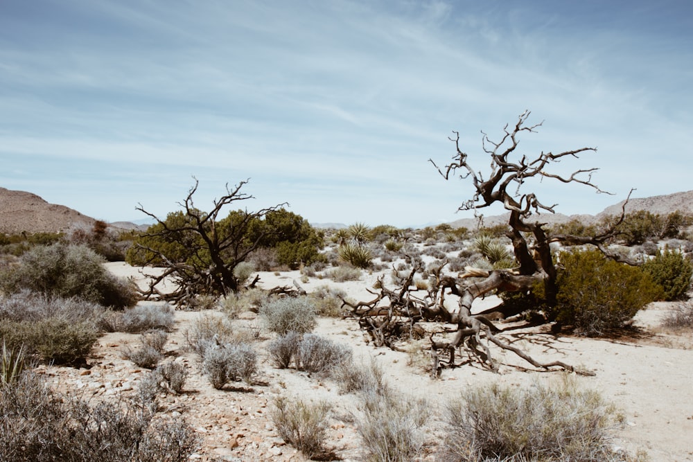 trees on ground