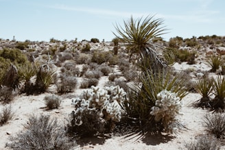 Researchers studying desert plants and animals in the Arad region.