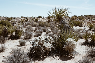 Researchers studying desert plants and animals in the Arad region.