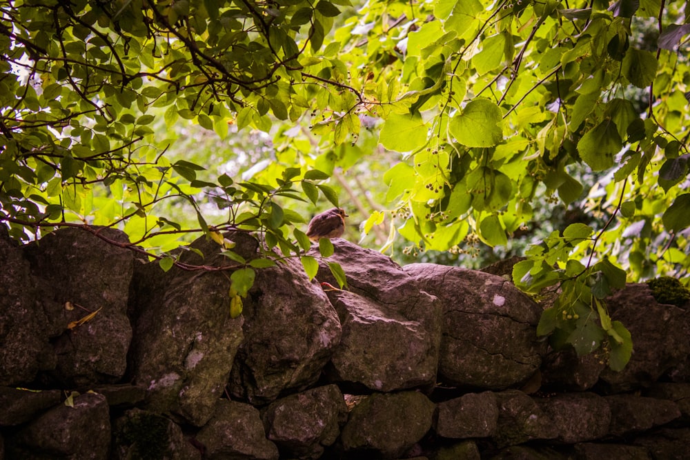 gray stone wall and green-leafed tree