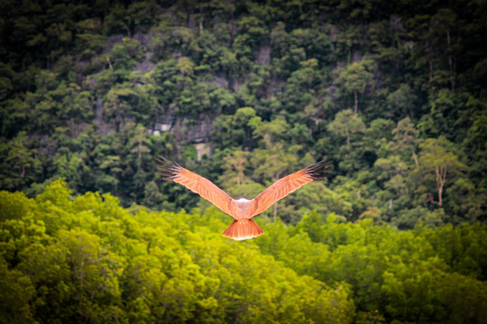 pájaro marrón en el aire