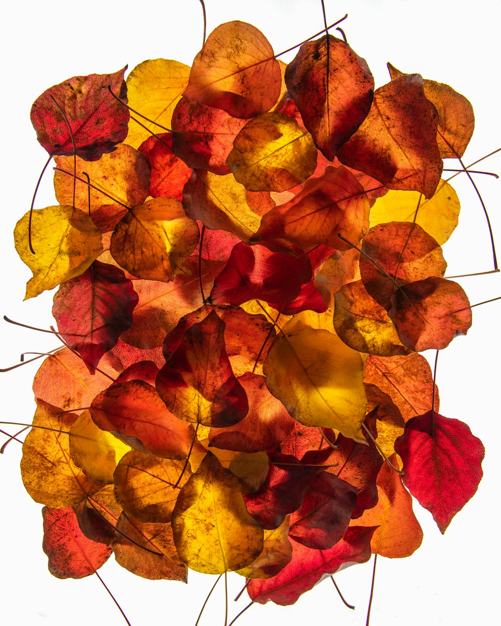 red and yellow leaf lot