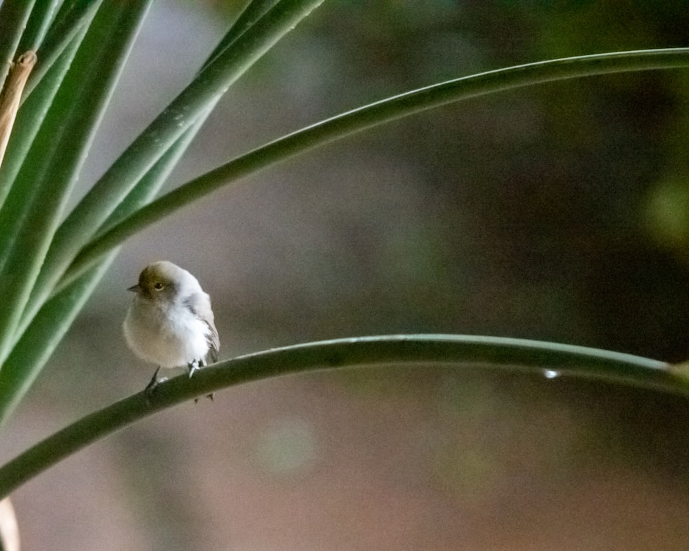 oiseau blanc et gris