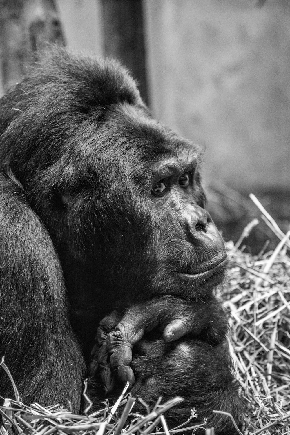 fotografia in scala di grigi del gorilla