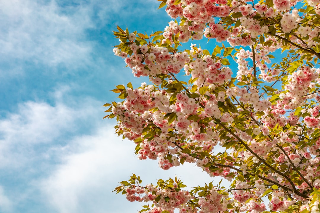 Cherry Blossoms