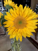 Bright sunflowers made of silk, placed in a bright kitchen setting.