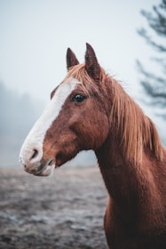 Close-up of a chestnut colt's curious eyes with a soft natural background.
