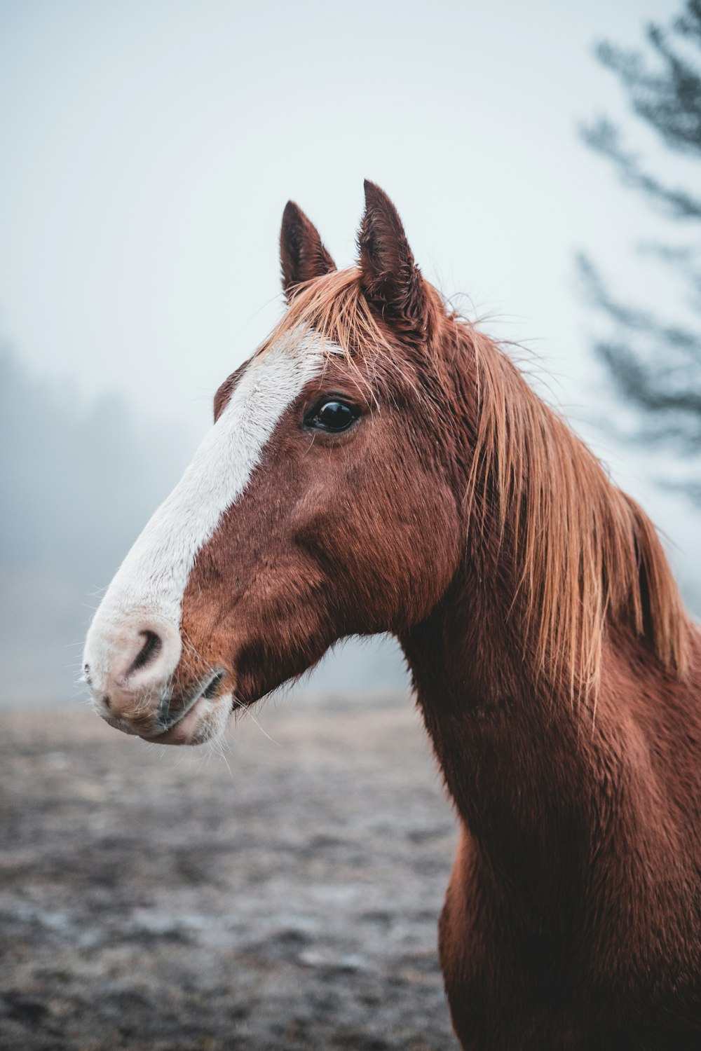 brown horse