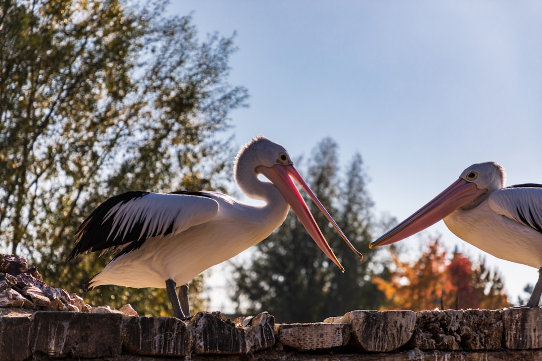 two white pelican