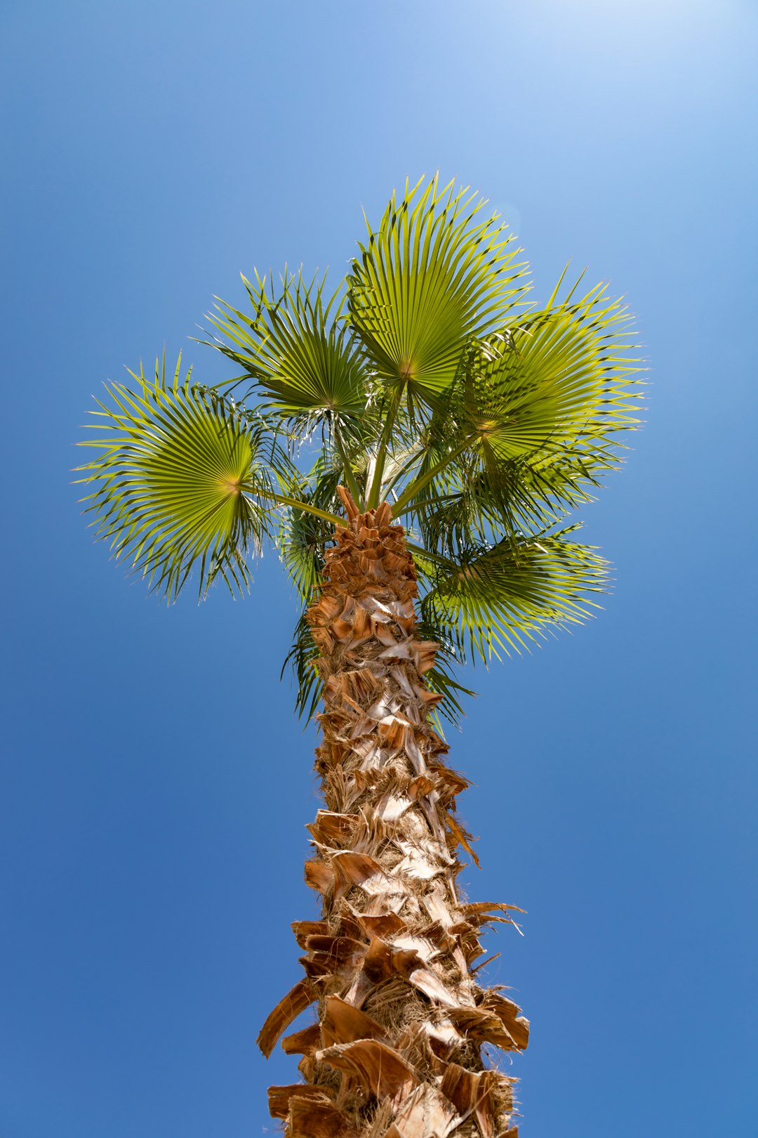 low-angle photograph of palm plant