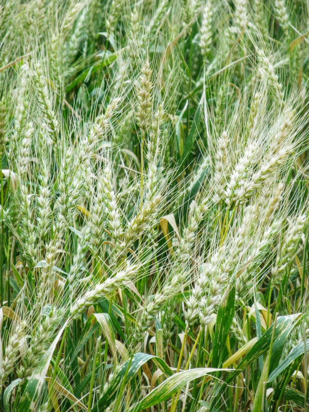 weißblättrige Blüten