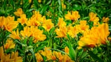 A vibrant image showcasing ylang-ylang flowers in a lush garden.