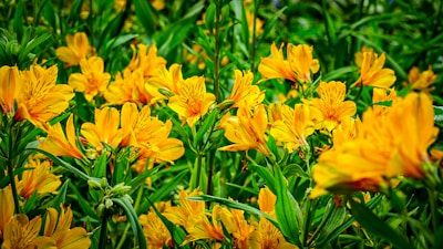A vibrant image showcasing ylang-ylang flowers in a lush garden.