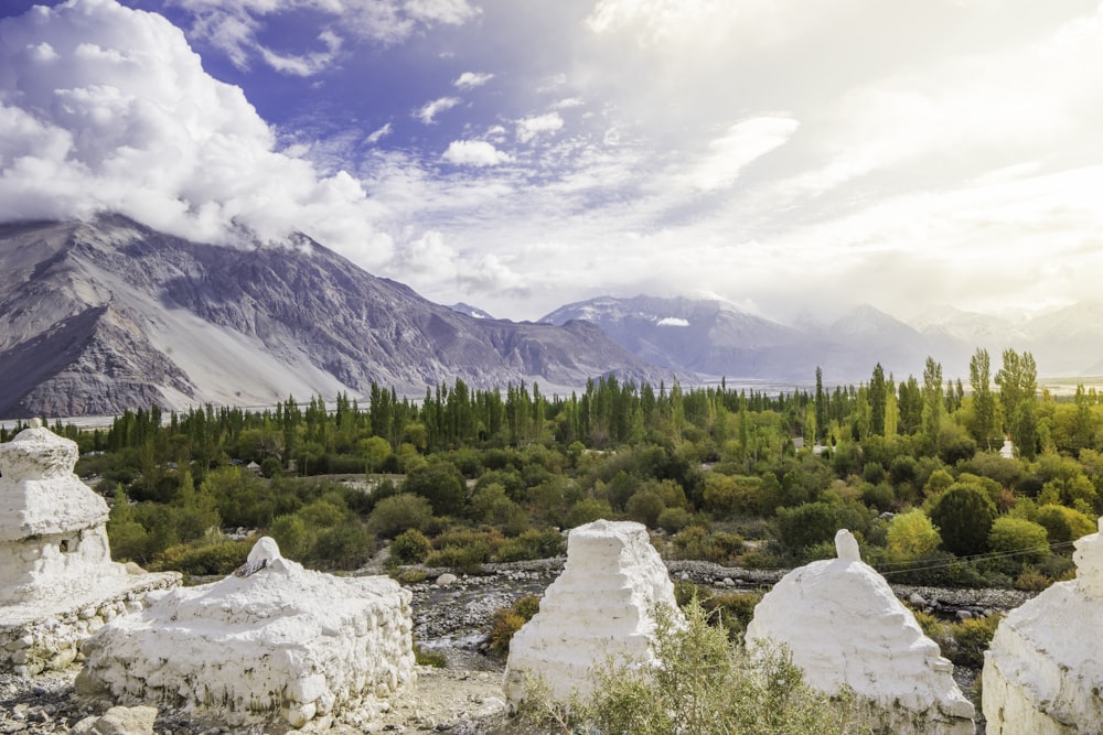 white rocks near plant field during day