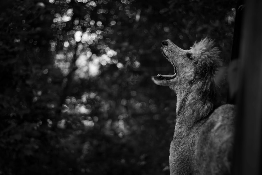 Photographie en niveaux de gris d’un chien