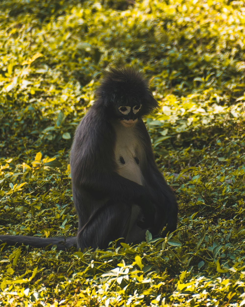 shallow focus photo of black and white monkey