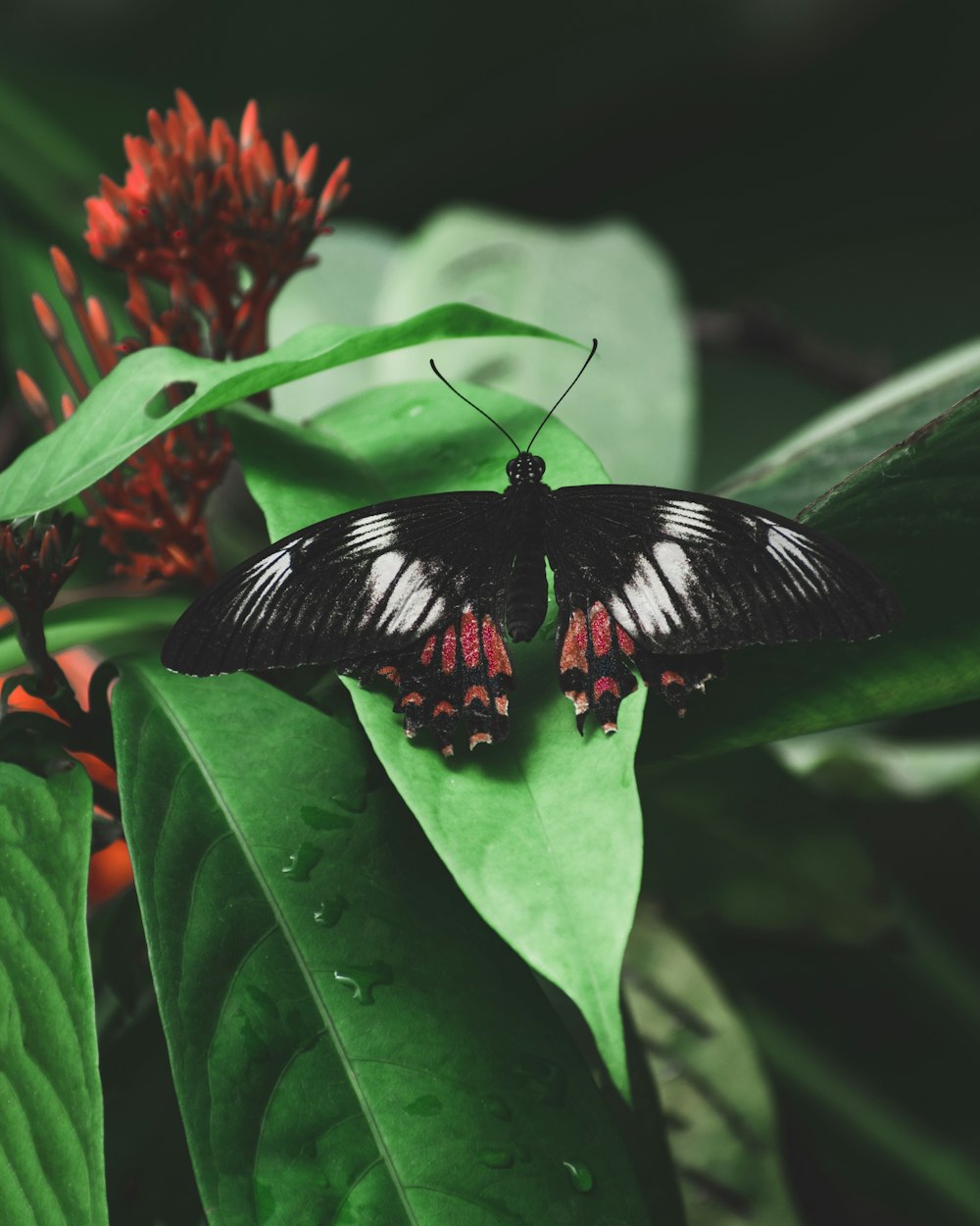 shallow focus photo of black and red butterfly