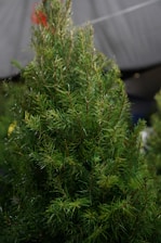 A small evergreen tree with dense green needles is in the foreground. The background is blurred, suggesting an outdoor setting, possibly at a market or nursery.