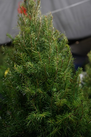 A small evergreen tree with dense green needles is in the foreground. The background is blurred, suggesting an outdoor setting, possibly at a market or nursery.